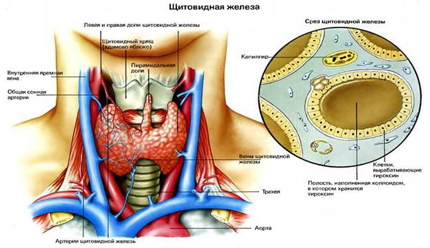 "Аминокислота-спасительница" щитовидной железы